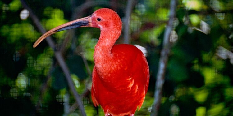 Uncover the Wonders of French Guiana’s Wildlife: Your Ultimate A-Z Adventure!