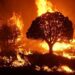 Unprecedented Wildfires Ravage Latin America’s Lush Tropical Forests