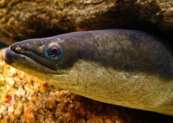 Join the Fight to Save America’s Endangered Eels!