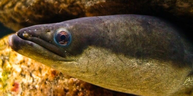 Join the Fight to Save America’s Endangered Eels!
