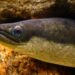Join the Fight to Save America’s Endangered Eels!