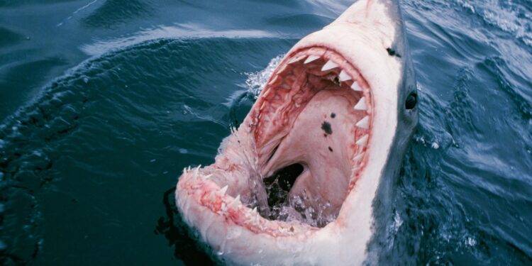 Terrifying Shark Attack in Bimini: Two American Women Injured in Unforgettable Encounter