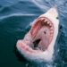 Terrifying Shark Attack in Bimini: Two American Women Injured in Unforgettable Encounter