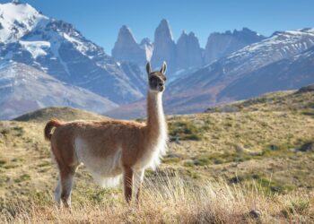 Chile’s Epic Comeback: A Stunning Victory Over Ecuador Propels Them Up the Group A Standings!
