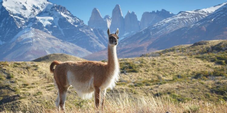 Chile’s Epic Comeback: A Stunning Victory Over Ecuador Propels Them Up the Group A Standings!