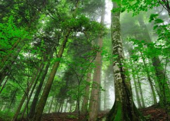 Dominica’s Green Revolution: Harnessing Nature for a Sustainable Future and Economic Prosperity