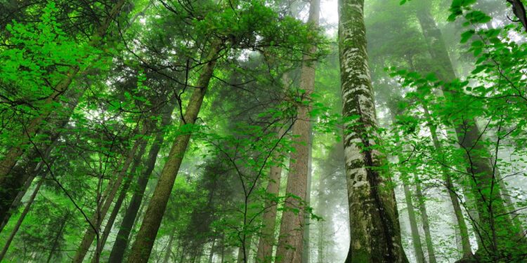 Dominica’s Green Revolution: Harnessing Nature for a Sustainable Future and Economic Prosperity