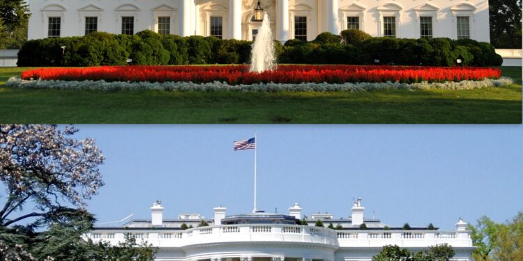 Will the White House Celebrate America’s 250th Birthday with a UFC Cage Fight?