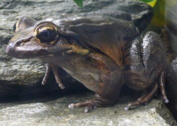 Rescuing the Mountain Chicken Frog: A Hopeful Quest to Restore a Beloved Delicacy