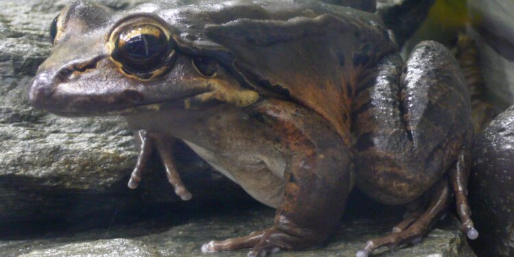 Rescuing the Mountain Chicken Frog: A Hopeful Quest to Restore a Beloved Delicacy