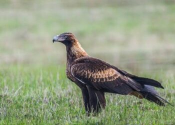 American Airlines Overhauls Flight Routes: Say Goodbye to Bermuda-Washington D.C. Service and Miami Flights, But Daily Connections to Charlotte, New York, and Philadelphia Stay Strong!