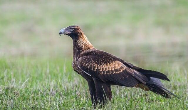 American Airlines Overhauls Flight Routes: Say Goodbye to Bermuda-Washington D.C. Service and Miami Flights, But Daily Connections to Charlotte, New York, and Philadelphia Stay Strong!