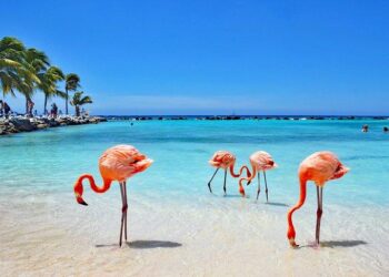 Unleash the Magic of Aruba: 12 Must-Do Adventures You Won’t Forget!