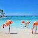 Unleash the Magic of Aruba: 12 Must-Do Adventures You Won’t Forget!
