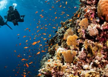 Dive into the Enchanting Underwater Wonders of the ABC Islands!