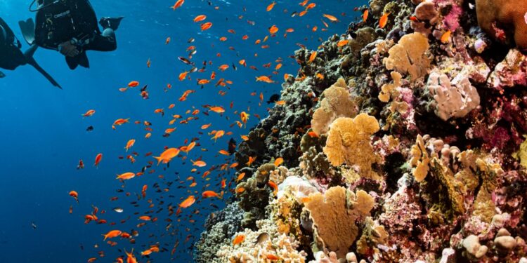 Dive into the Enchanting Underwater Wonders of the ABC Islands!