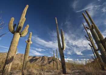 Unraveling the Truth: The Real Story Behind China’s Connection to Arizona’s Yuma Proving Ground!