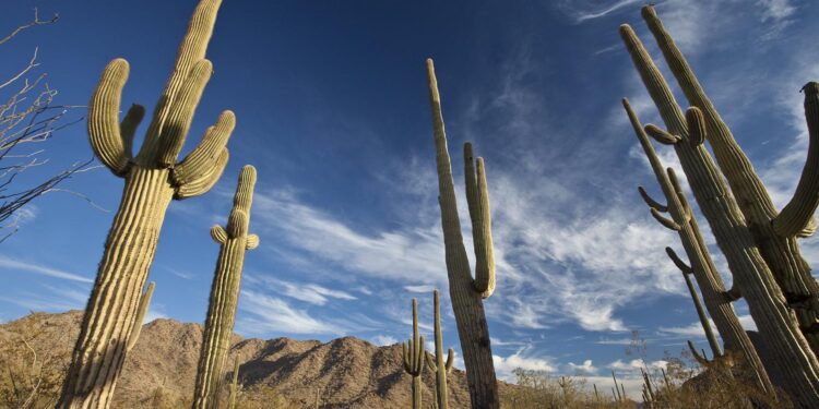Unraveling the Truth: The Real Story Behind China’s Connection to Arizona’s Yuma Proving Ground!
