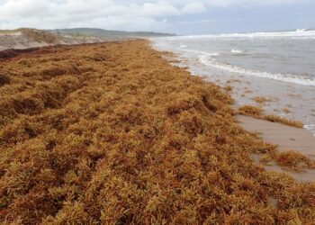 Riding the Wave: The Impact of Sargassum on Caribbean Beaches