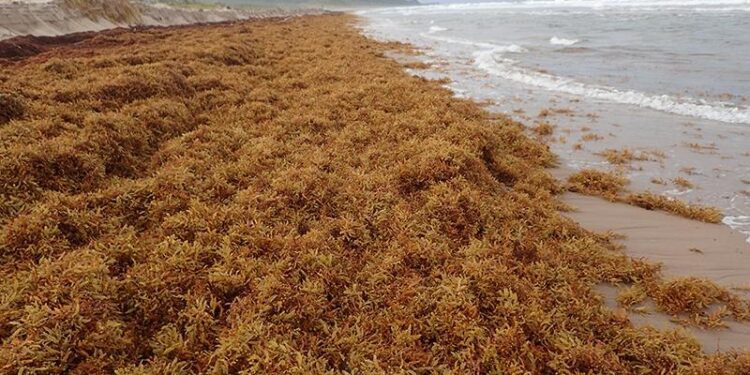 Riding the Wave: The Impact of Sargassum on Caribbean Beaches