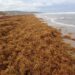 Riding the Wave: The Impact of Sargassum on Caribbean Beaches