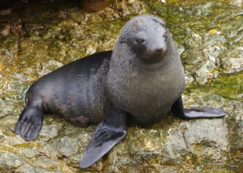 Unveiling the Wonders of the Guadalupe Fur Seal!