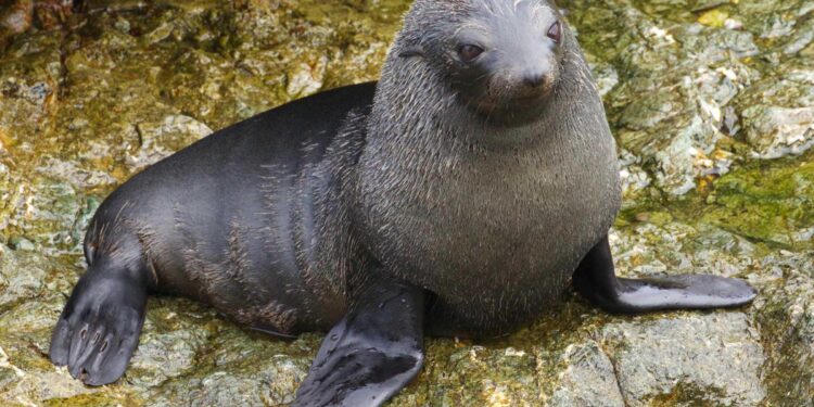 Unveiling the Wonders of the Guadalupe Fur Seal!