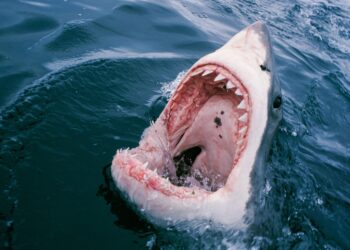 Against All Odds: US Tourist Defies Danger in Shark Attack While Spearfishing in the Bahamas!