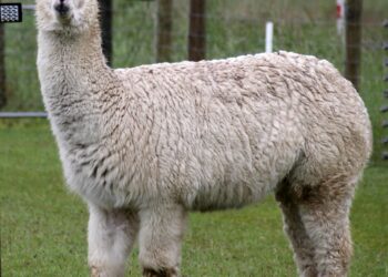 Get Ready for an Adventure: Delta Launches Exciting New Route from SLC to Lima!