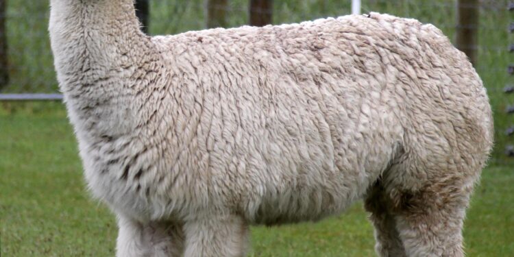 Get Ready for an Adventure: Delta Launches Exciting New Route from SLC to Lima!