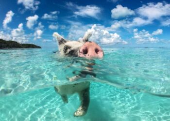 Unforgettable Bahamas Adventure: Must-Know Travel Tips and Safety Guidelines!