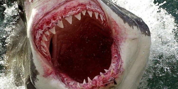 Surviving the Depths: A 63-Year-Old Tourist’s Thrilling Encounter with a Shark While Spearfishing in the Bahamas