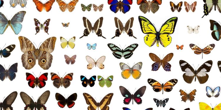 Discover the Incredible Transatlantic Adventure of Butterflies: A Fascinating Journey from French Guiana!