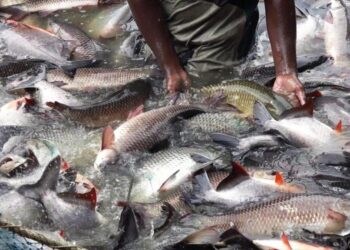 From Fishy Ventures to the American Dream: Dale Crafts’ Inspiring Journey in Grenada