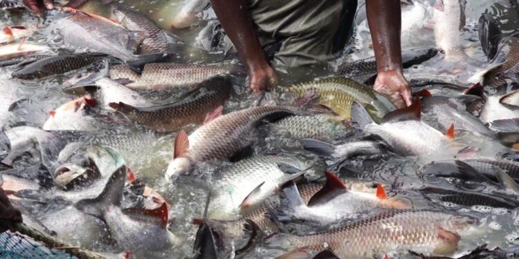 From Fishy Ventures to the American Dream: Dale Crafts’ Inspiring Journey in Grenada