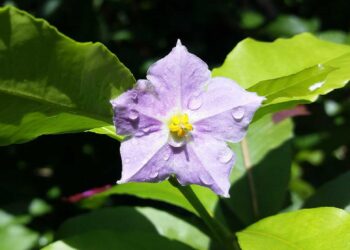 Reviving a Rare Treasure: The Bold New Plan to Save a Unique Virgin Islands Plant!