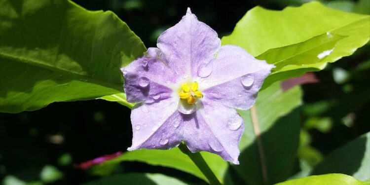 Reviving a Rare Treasure: The Bold New Plan to Save a Unique Virgin Islands Plant!