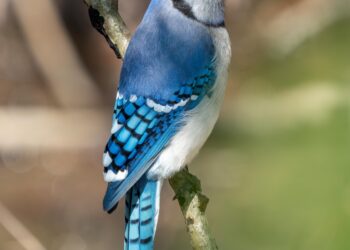 Blue Jays Aim for Glory in America’s Pastime Despite Tensions with Canada