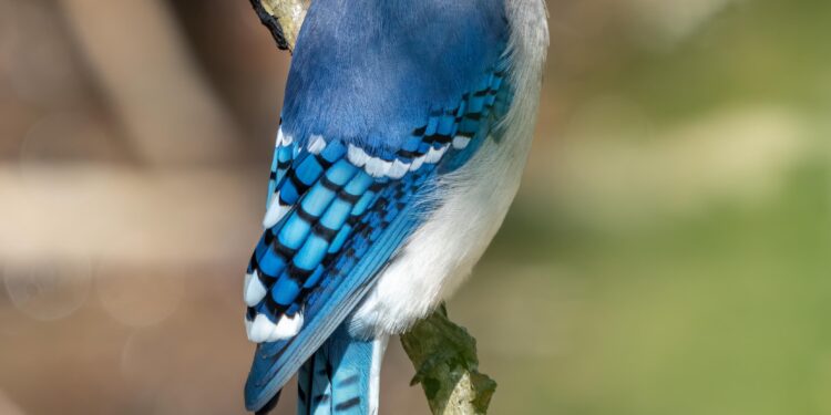 Blue Jays Aim for Glory in America’s Pastime Despite Tensions with Canada
