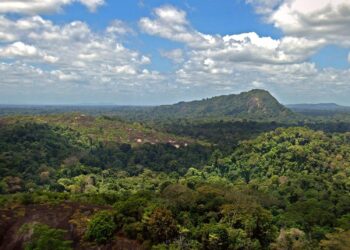 Discovering the Hidden Treasures: Why Suriname’s Forests Matter