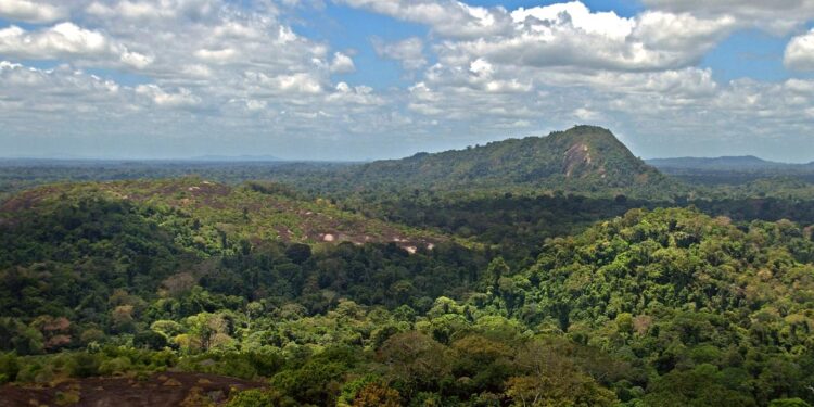 Discovering the Hidden Treasures: Why Suriname’s Forests Matter