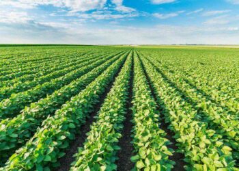 Sunny Skies Propel South American Soybean and Corn Planting to New Heights!