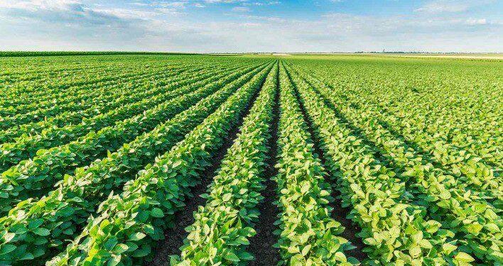 Sunny Skies Propel South American Soybean and Corn Planting to New Heights!