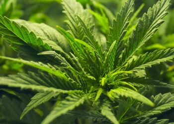 Unlocking the Future: What Lies Ahead for Cannabis Legalization in Chile by 2025