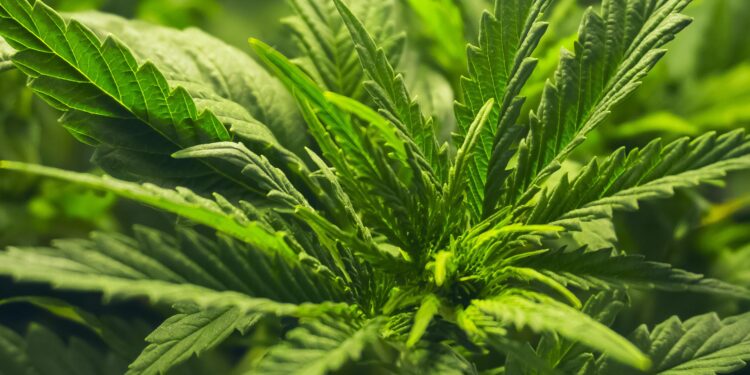 Unlocking the Future: What Lies Ahead for Cannabis Legalization in Chile by 2025