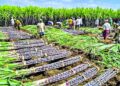 Transforming Guyana’s Sugar Cane Industry: Achieving a Remarkable 21% Boost with Precision Farming!