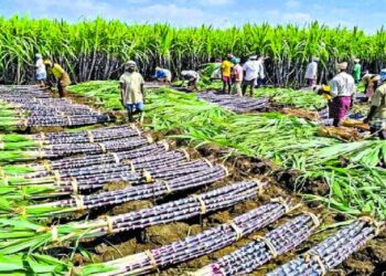 Transforming Guyana’s Sugar Cane Industry: Achieving a Remarkable 21% Boost with Precision Farming!