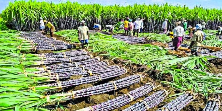 Transforming Guyana’s Sugar Cane Industry: Achieving a Remarkable 21% Boost with Precision Farming!