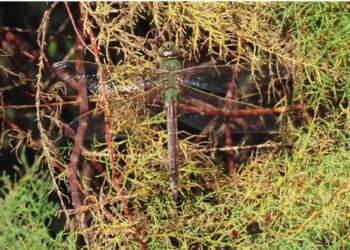 Unveiling Avian Marvels: Eight Stunning Old World Bird Species Take Flight in French Guiana!