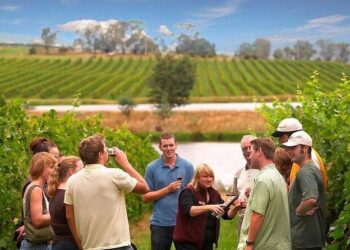 Discover the Enchantment of Uruguay: A Wine Lover’s Journey Through Breathtaking Vineyards